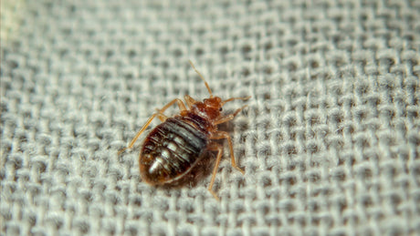 Bed Bug Bites Treatment: How to Identify, Treat, and Prevent Them