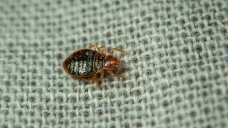 Bed Bug Bites Pictures, Treatment, and Prevention