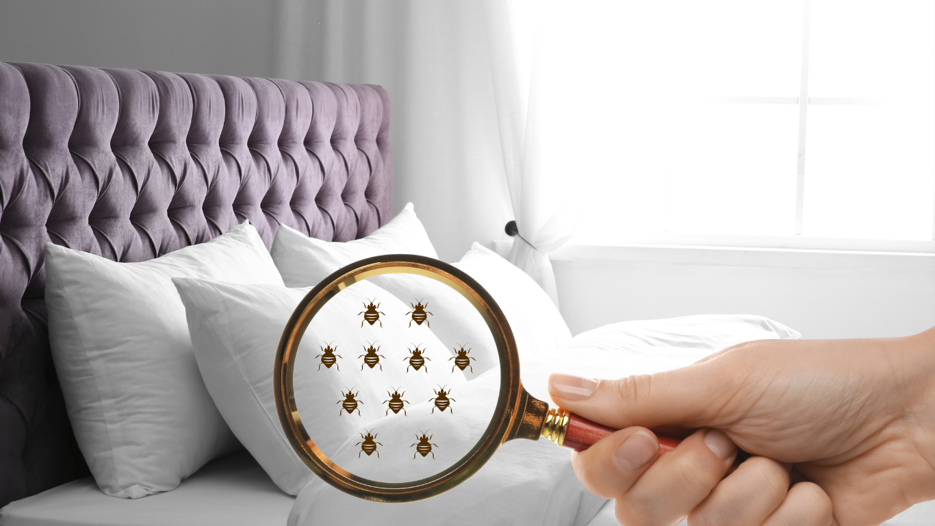 How to Get Rid of Bed Bug Bites Overnight